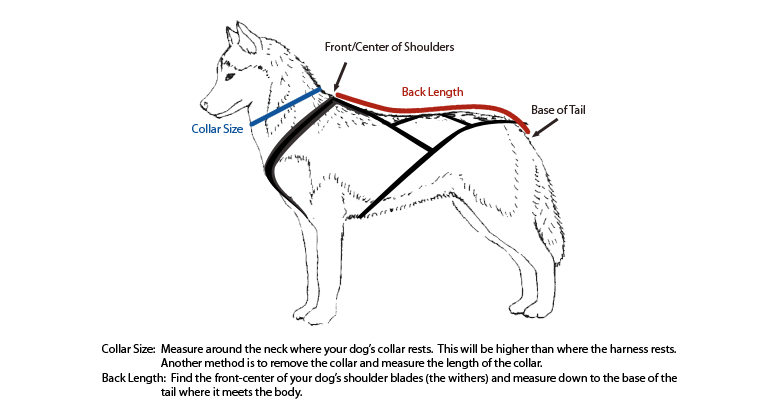 how do you measure a puppy for a harness